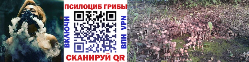 Псилоцибиновые грибы Psilocybe  Бор 